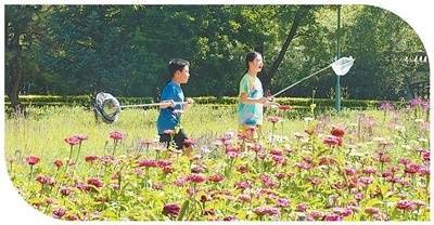 汇金财富 草原钢城 小丽花开（一朵花读懂一座城）